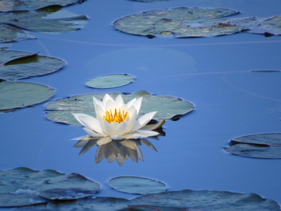 Green waterlily reflection