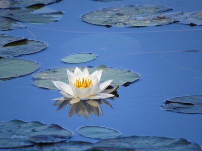Green waterlily reflection