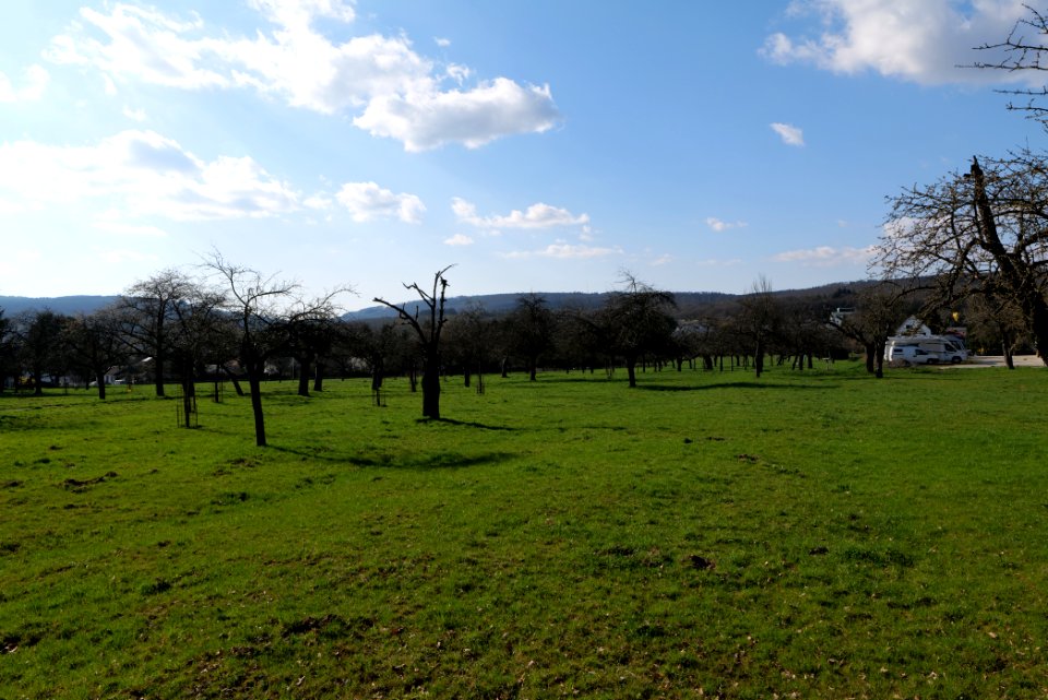 Orchard in Köppern 2021-04-02 07