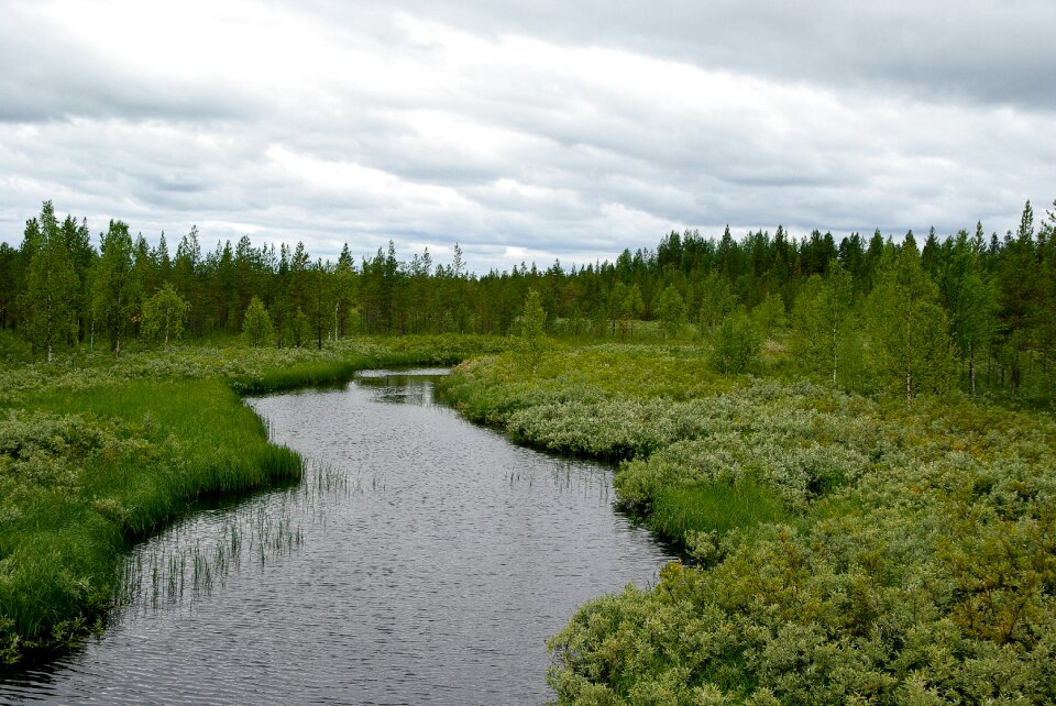 Forest tundra lapland