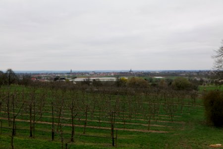 Orchard Ockstadt 2021-04-02 18