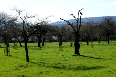 Orchard in Köppern 2021-04-02 03
