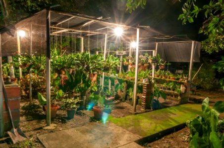 Orchid Nursery