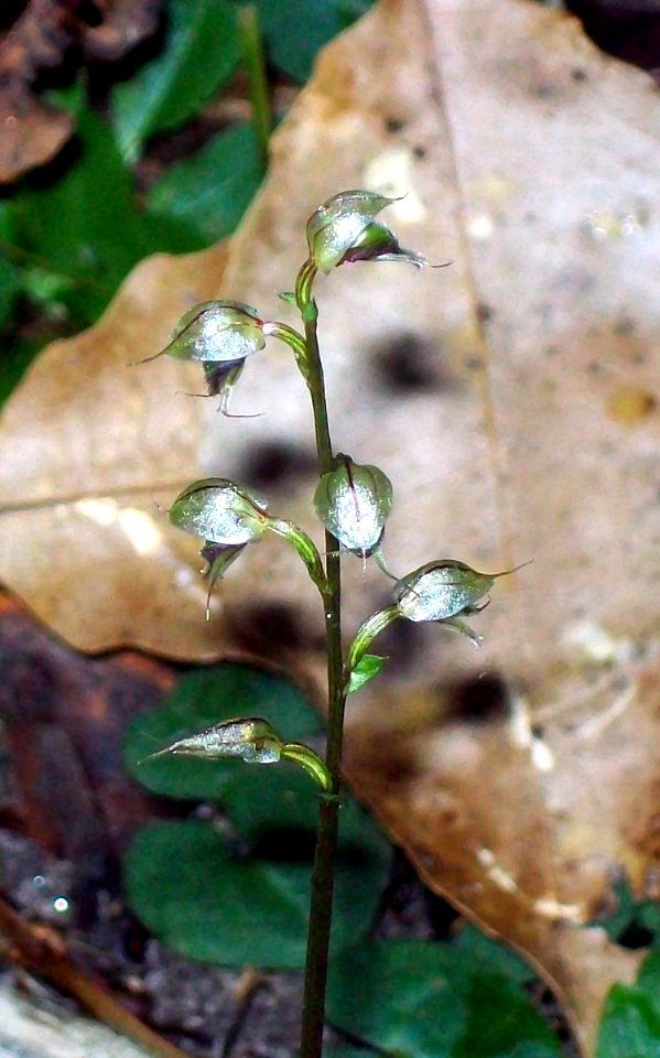 Orchid Chatswood West & Schizomeria