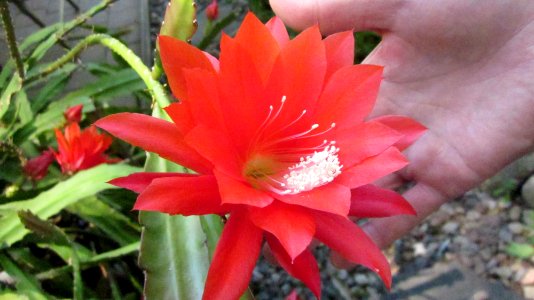 Orchid Cactus Flower 01