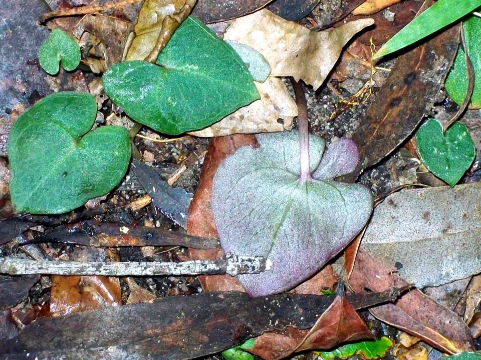 Orchid underleaf Chatswood probably Acianthus fornicatus