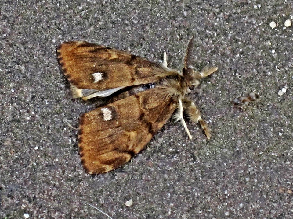 Orgyia antiqua (Rusty Tussock Moth or Vapourer), Arnhem, the Netherlands