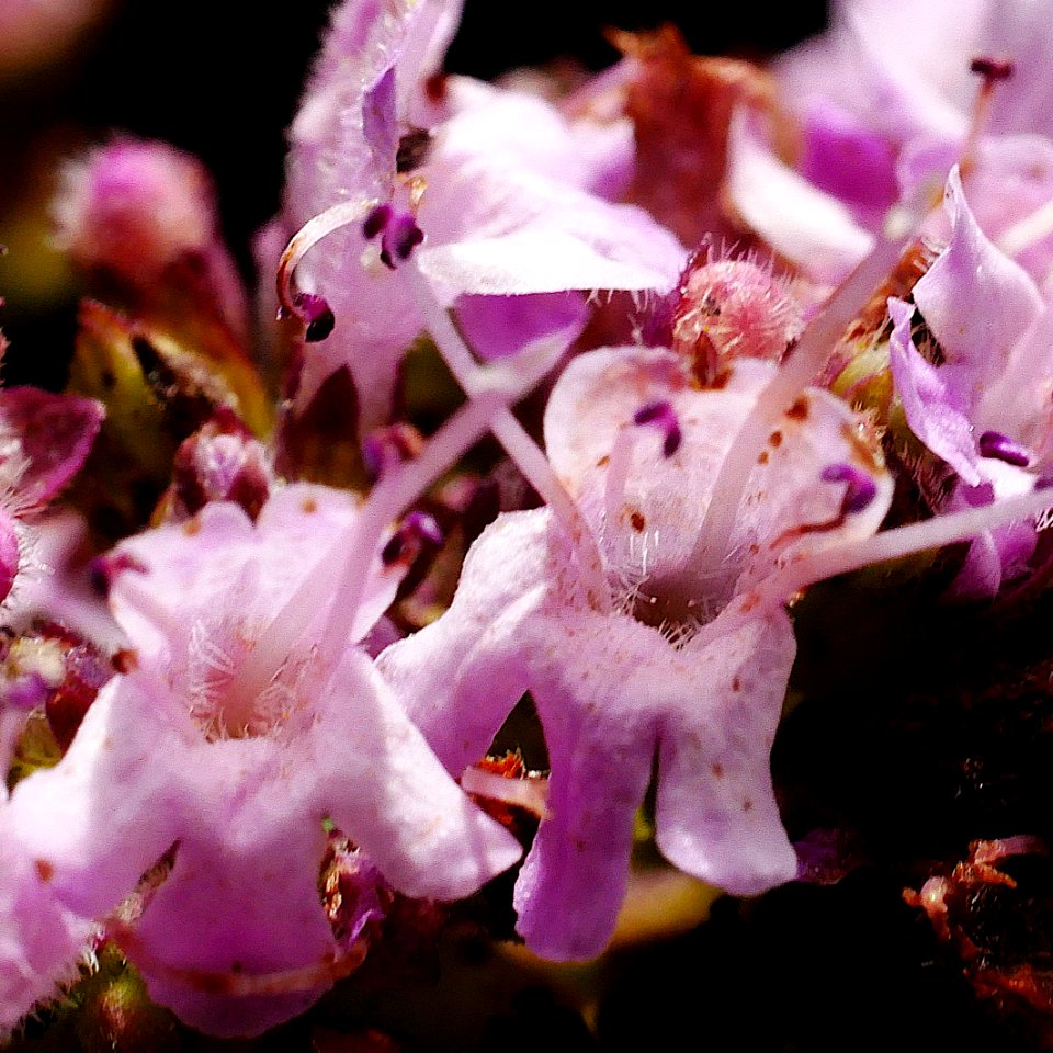 Oregano Roscheiderhof H5a