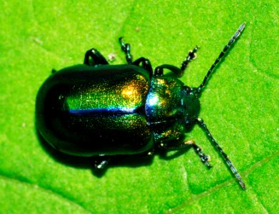 Oreina-alpestris-04-fws