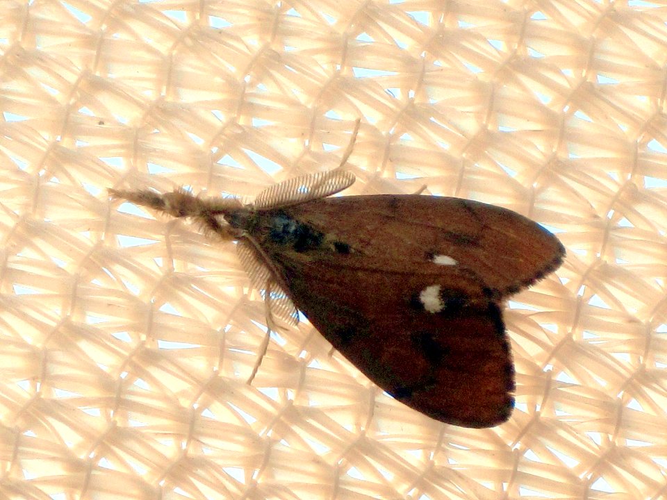 Orgyia antiqua (Rusty Tussock Moth), Arnhem, the Netherlands