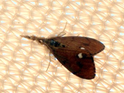 Orgyia antiqua (Rusty Tussock Moth), Arnhem, the Netherlands