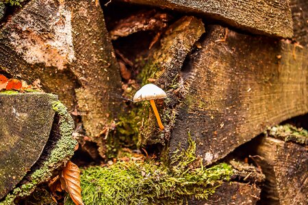 Wood nature old