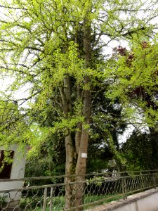 Orgeval (Aisne) Ginkgo biloba (l'arbre)
