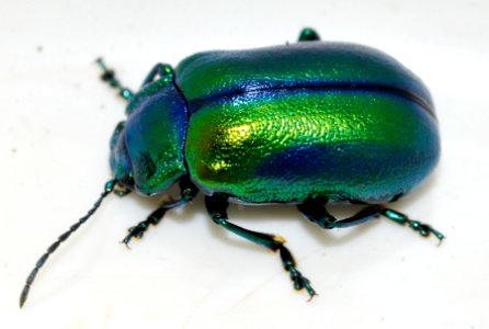 Oreina-cacaliae-15-fws