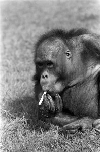 Orang Oetan Rina in Artis rookt sigaretje, Bestanddeelnr 921-4107