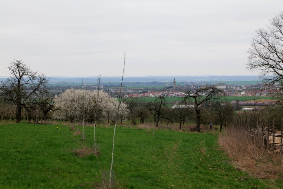 Orchard Ockstadt 2021-04-02 48