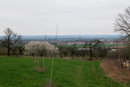 Orchard Ockstadt 2021-04-02 48