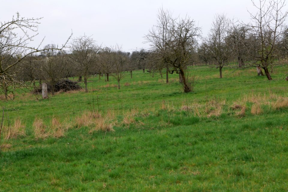 Orchard Ockstadt 2021-04-02 43