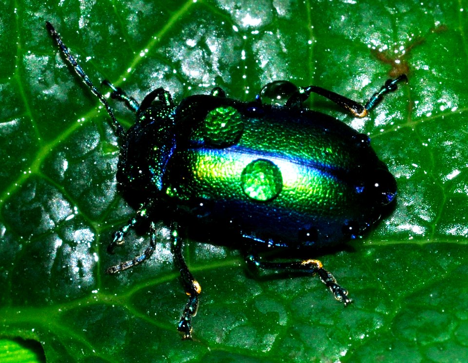 Oreina-cacaliae-05-fws