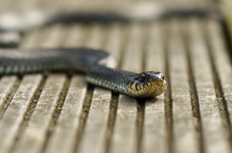 Nature water snake garden