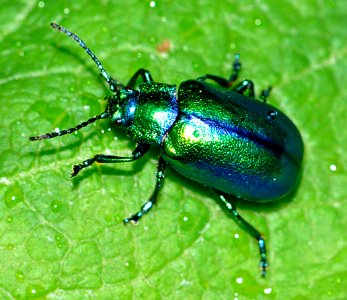 Oreina-cacaliae-01-fws