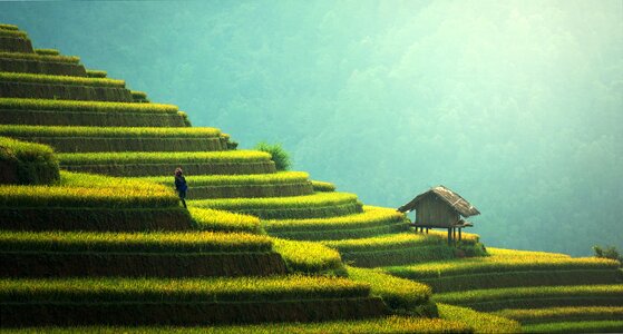 Rice vietnamese green