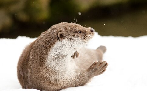 Cold zoo snowy