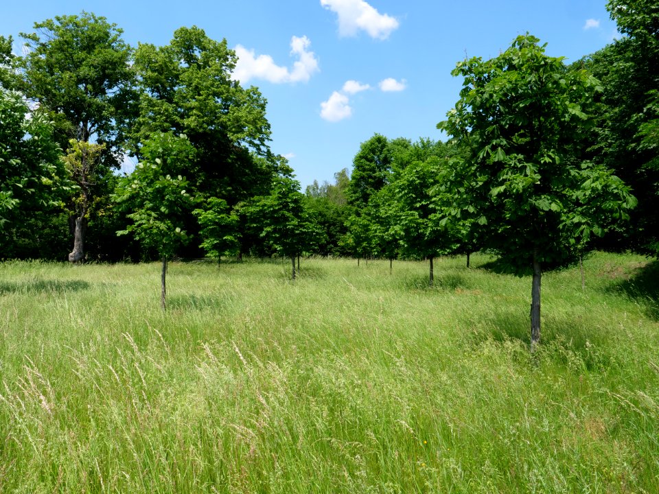 Orchard Proschim 2019-06-05 01