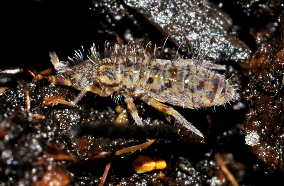 Orchesella-villosa-03-fws