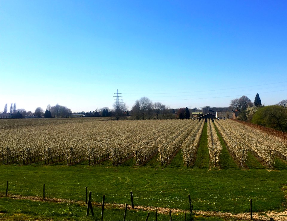 Orchards, Doornenburg