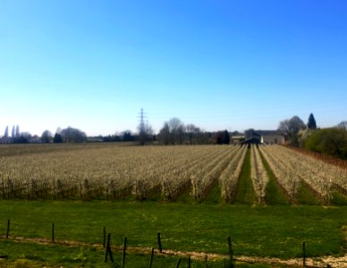 Orchards, Doornenburg
