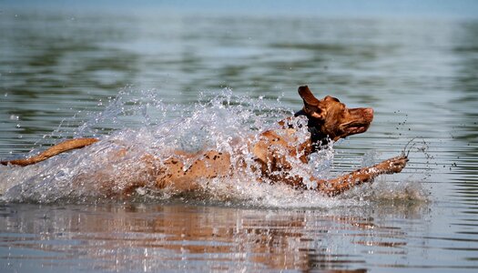 Jump joy wet photo