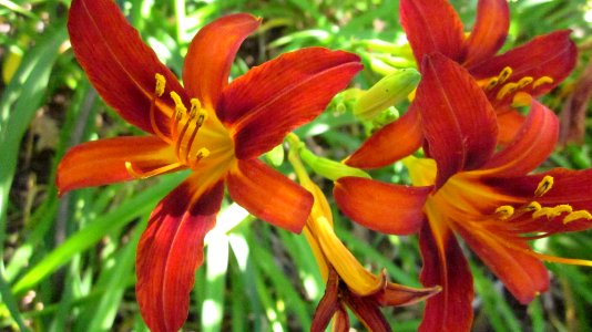 Orange Daylily thin petals