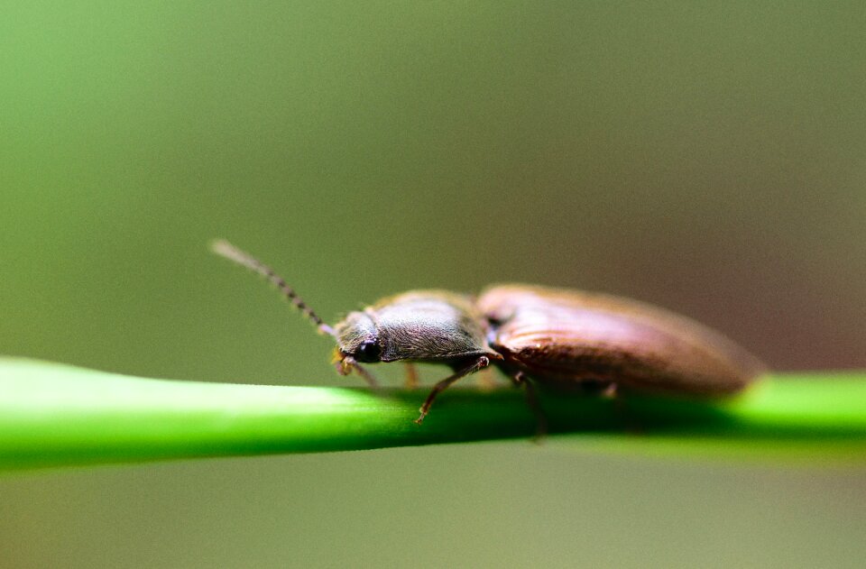 Beautiful beauty beetle