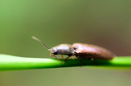Beautiful beauty beetle
