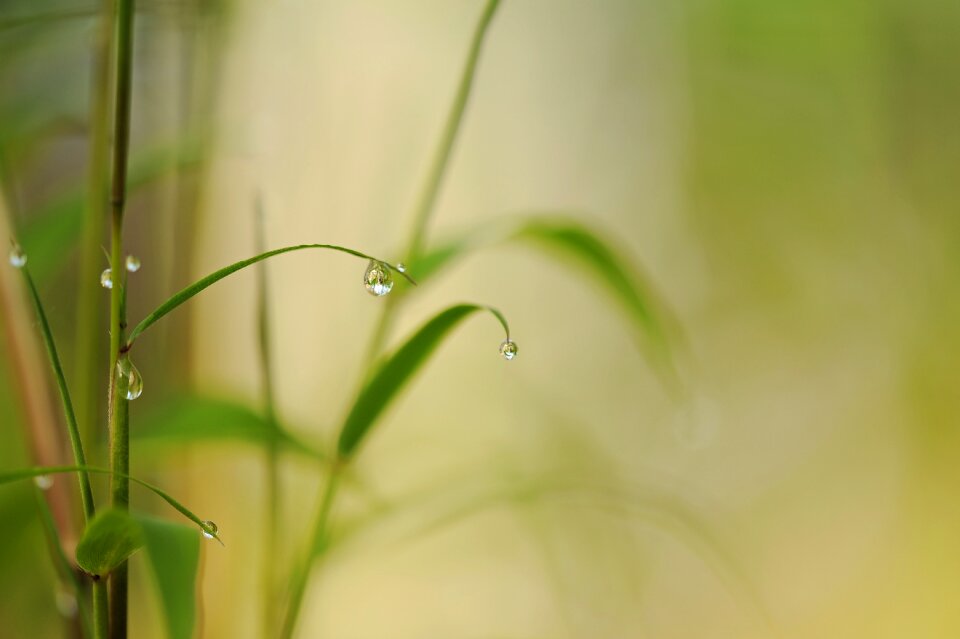 Close up nature leaves