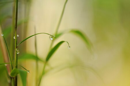 Close up nature leaves photo