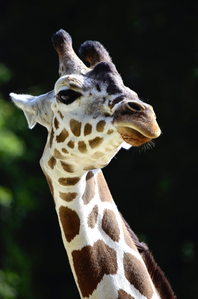 Spotted savannah head