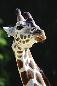 Spotted savannah head