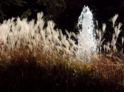 Ornamental Grass and Fountain,. Outdoor Garden, Phipps Conservatory, 2015-09-25, 01 photo