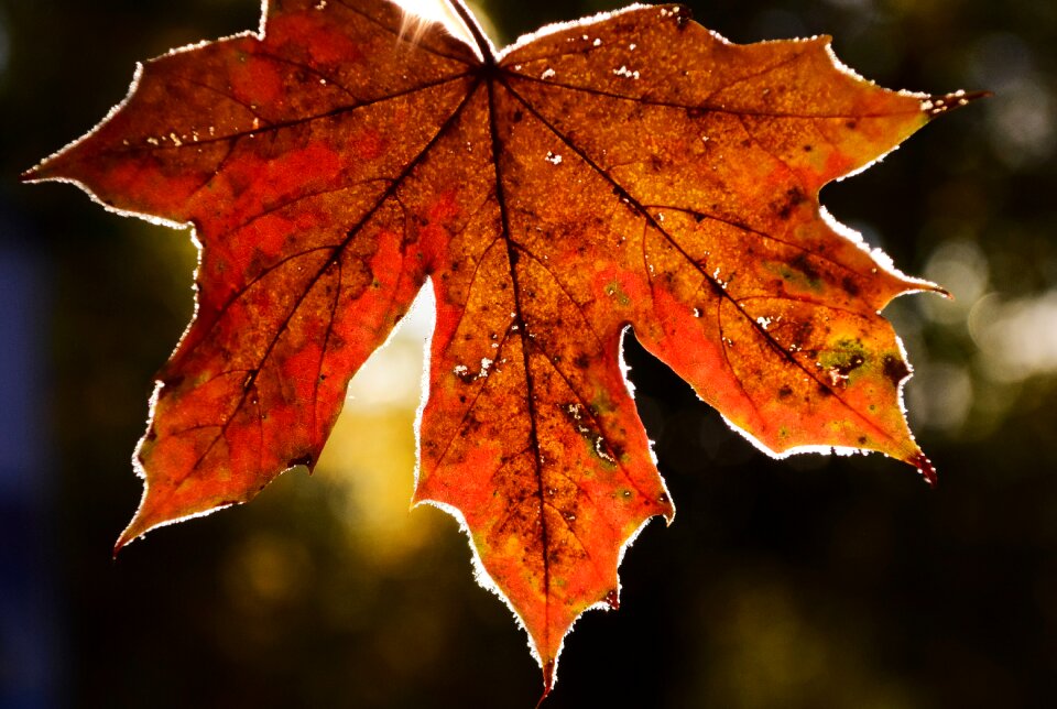 Cold autumn frozen