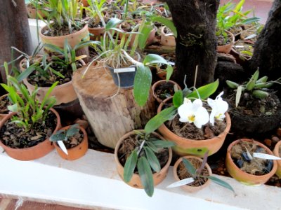 Orchids - Orchid Nursery Margaret Mee - DSC09741