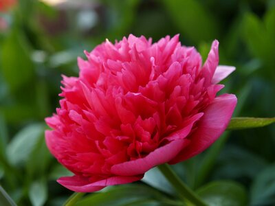 Paeonia officinalis peony bondepeon