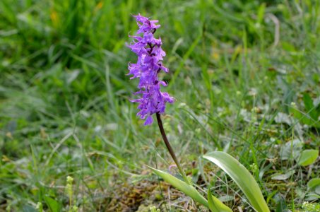Orchis mascula Anthese