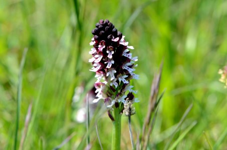 Orchis ustulata12