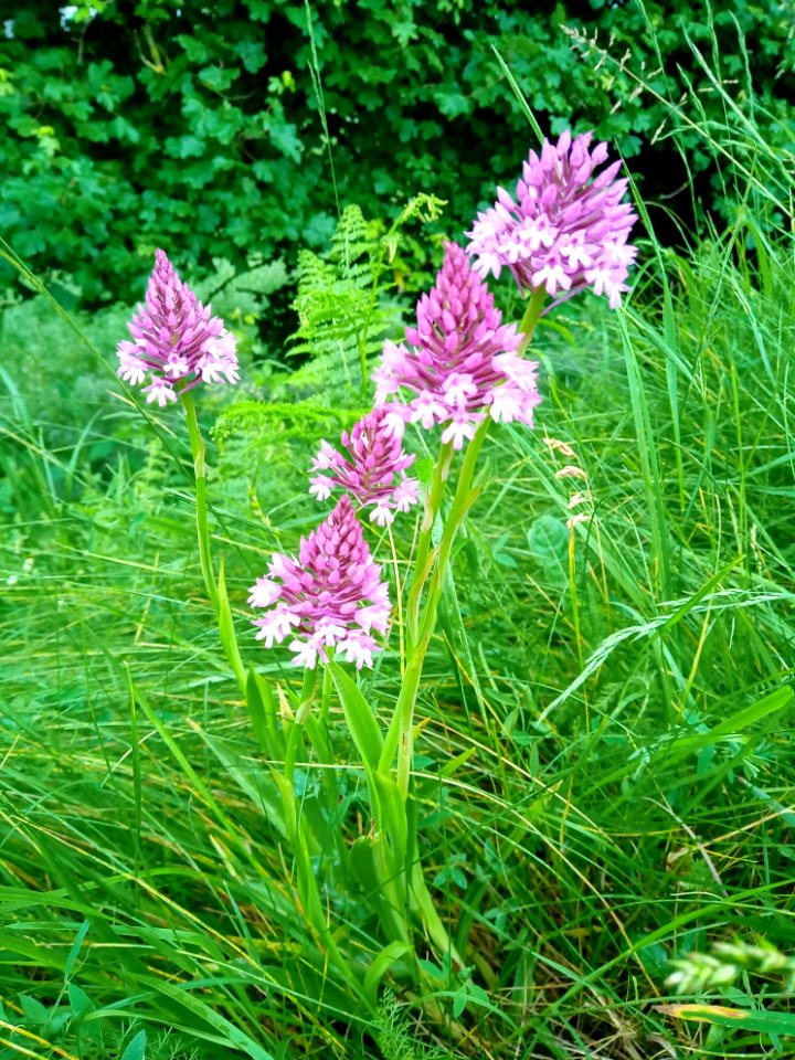 Orchis pyramidal - Ausson 01