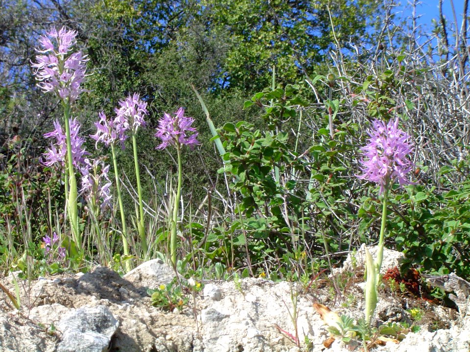 Orchids near Kritou Terra, Cyprus, 2004