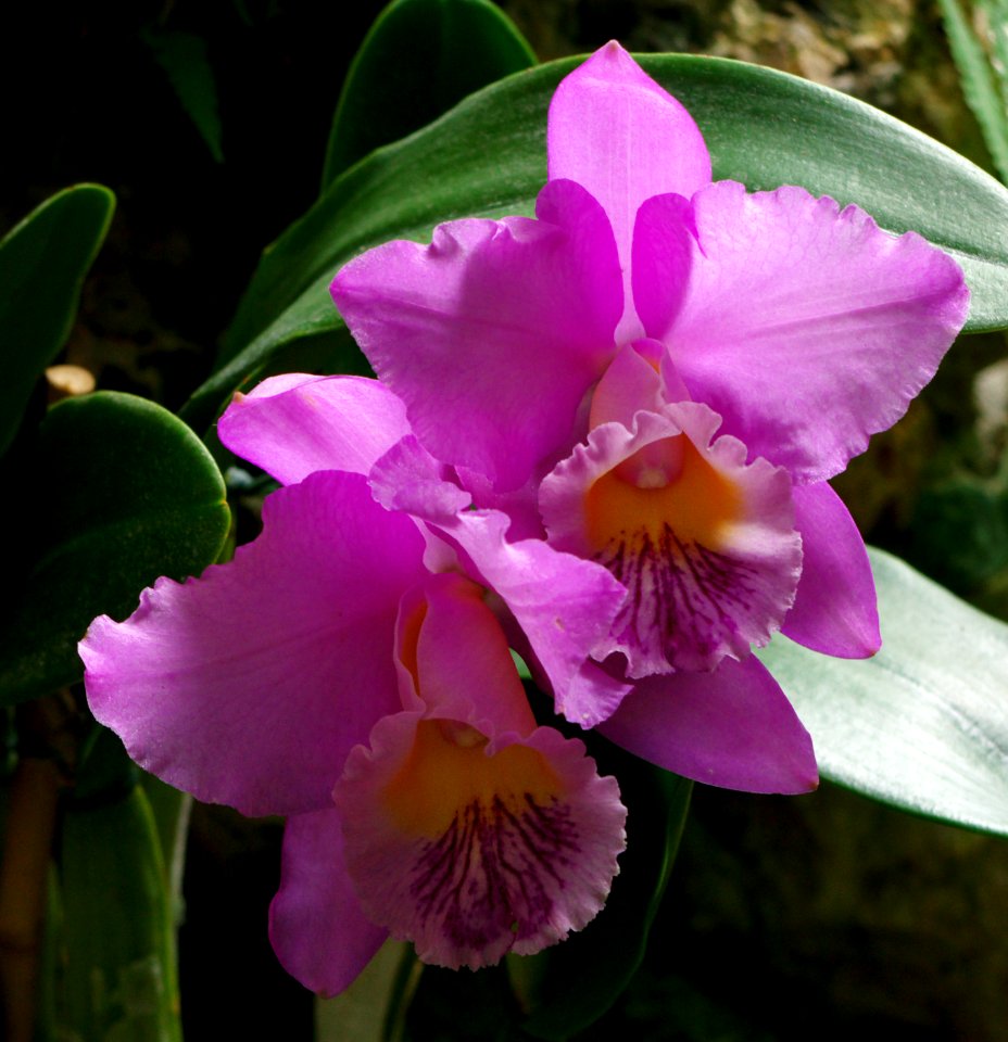 Orchidées a