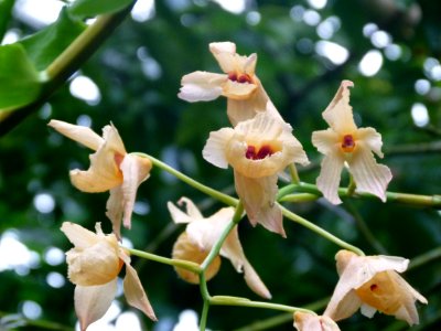 Orchidées cc1