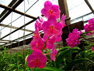 Orchidées de Thailande 12